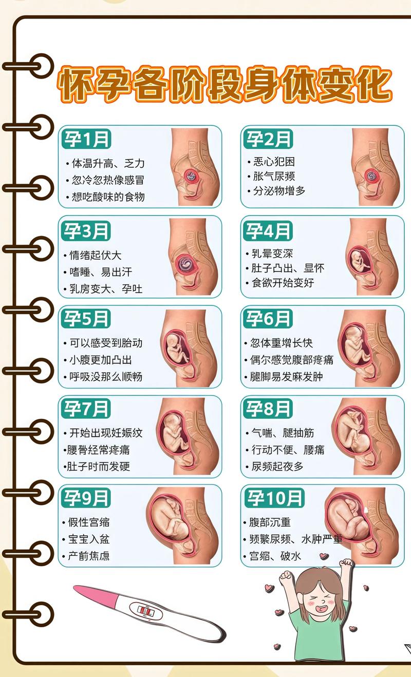 揭秘供卵代孕妈妈怀孕小腹分两节,孕期变化的奥秘东城代生机构: